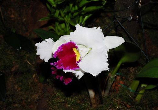 DSD 6893