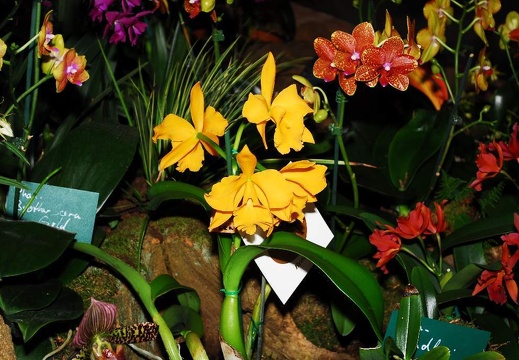 DSD 6912