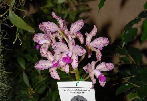 DSD 6930