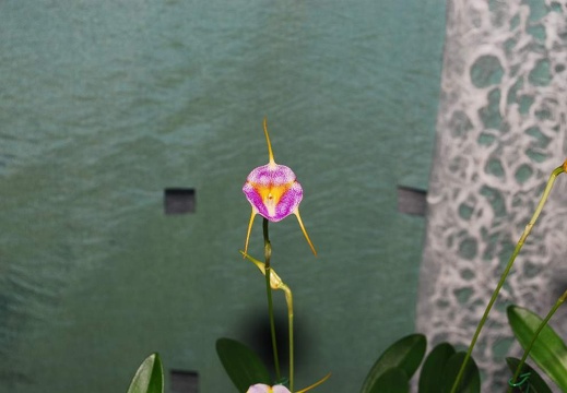 DSD 6982