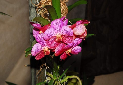 DSD 6984