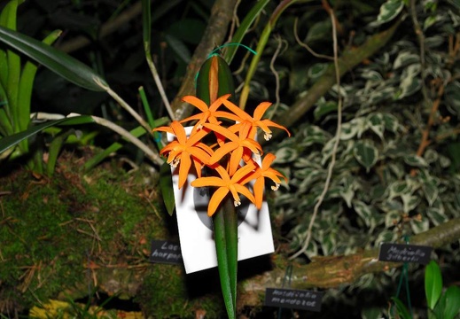 DSD 6990