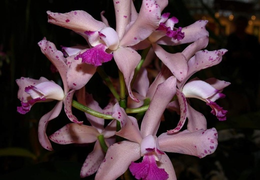 SB020953