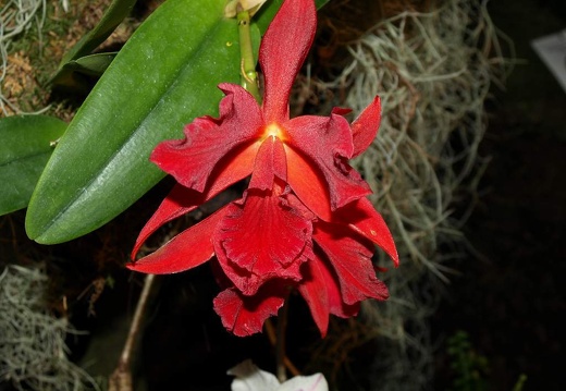 SB020981