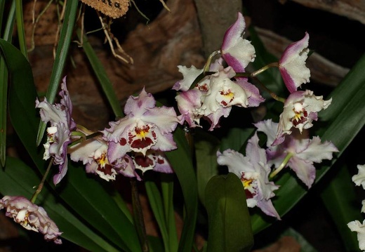 SB021032