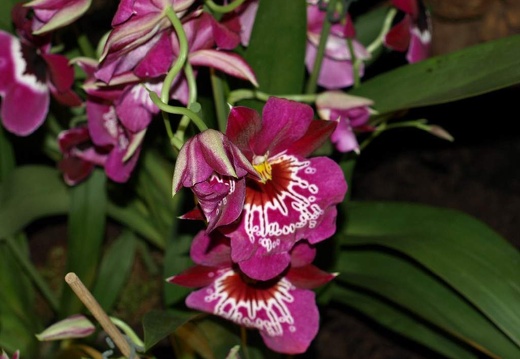 SB021034