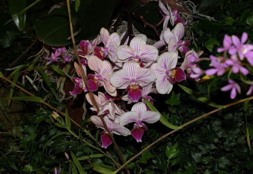 SB021065
