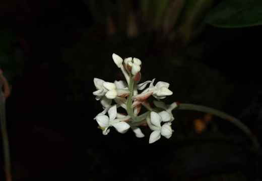 SB021091