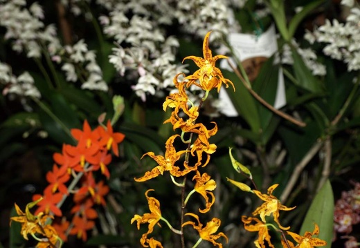 SB021089