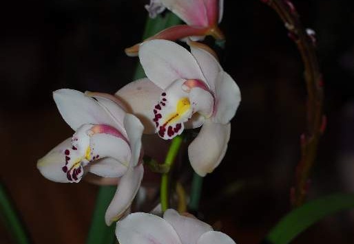 DSC 9366
