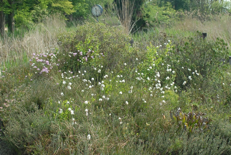 DSC_2744.JPG