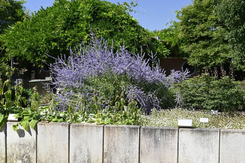 _DSQ0973.JPG