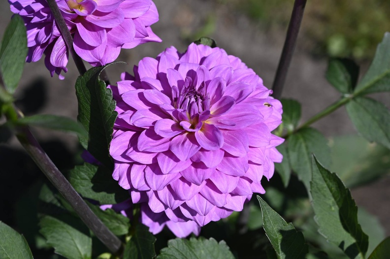 _DSQ0987.JPG