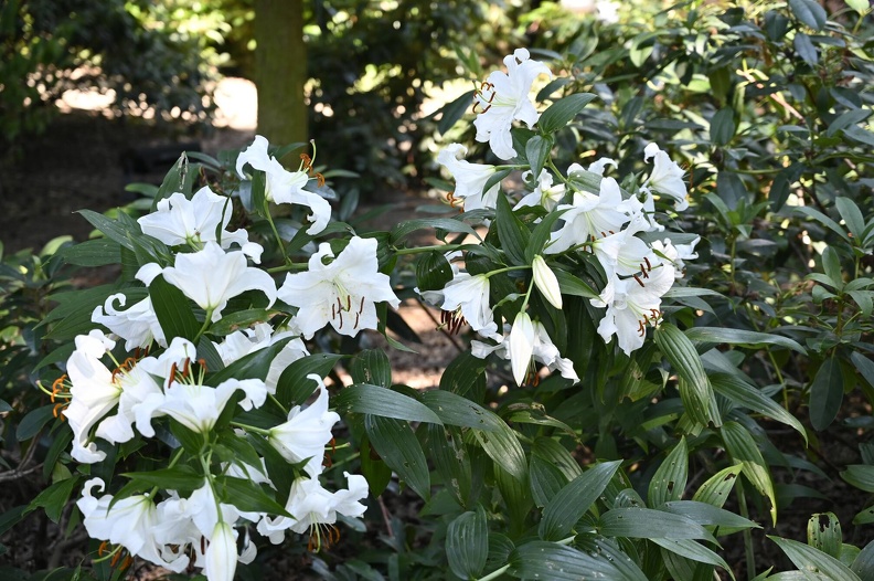 _DSQ0990.JPG