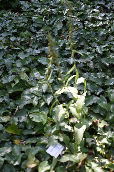 _DSQ0993.JPG