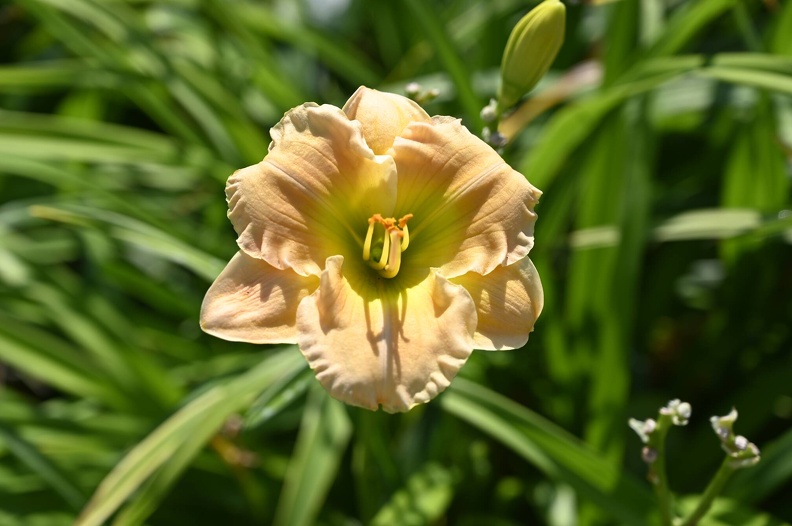 _DSQ0970.JPG