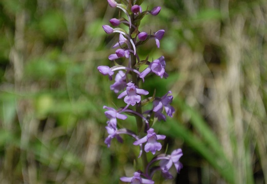 DSD 9410