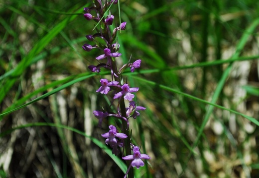 DSD 9451