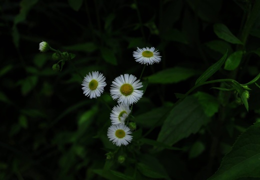 DSD 9333