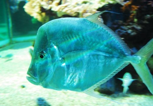 DSD 9526