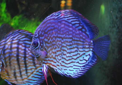 DSD 9531