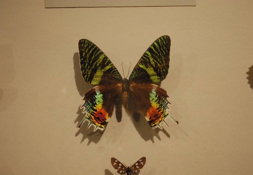 DSD 9555
