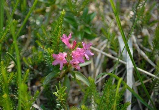 DSD 9982