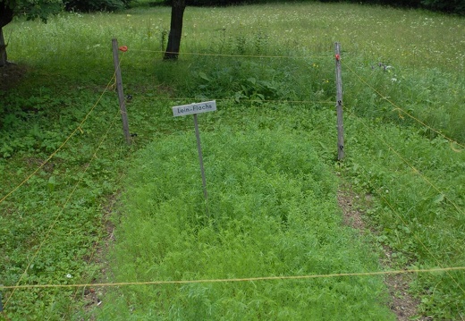 DSE 0035