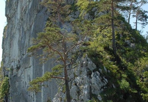 DSE 0085