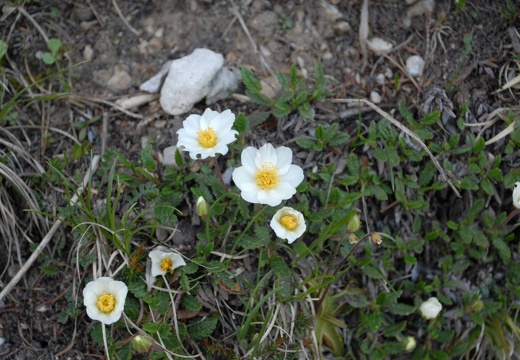 DSD 8928