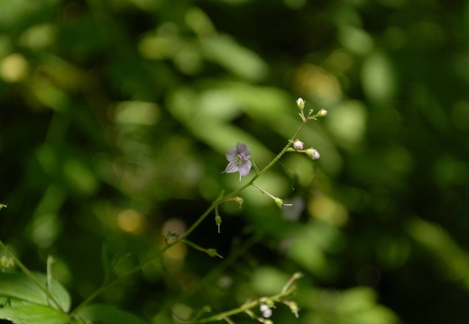 DSD 9058