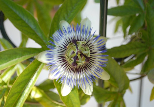 DSD 9097