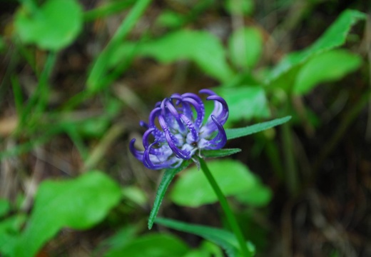 DSD 9192