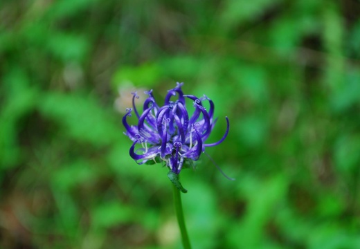 DSD 9193