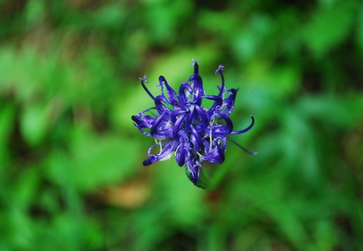 DSD 9194