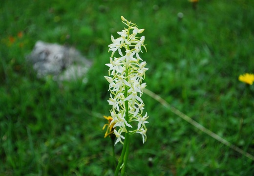 DSD 9198