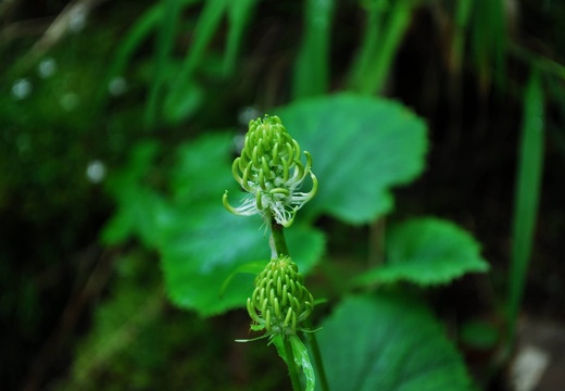 DSD 9267