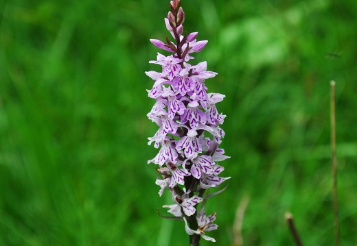DSD 9282