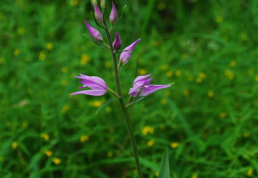 DSD 9302
