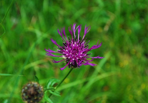 DSD 9304