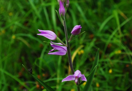 DSD 9306