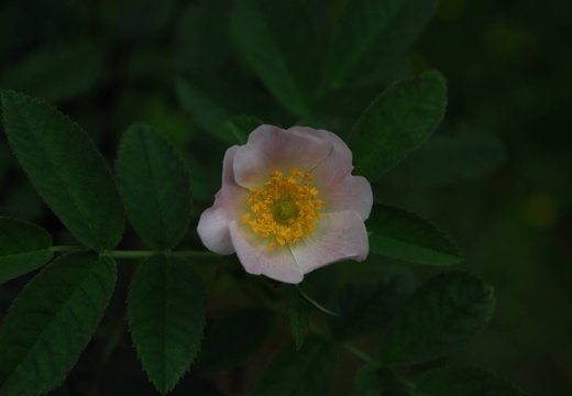 DSD 9318