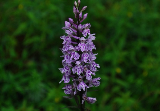 DSD 9321