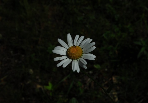 DSD 9326
