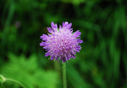 DSD 9612