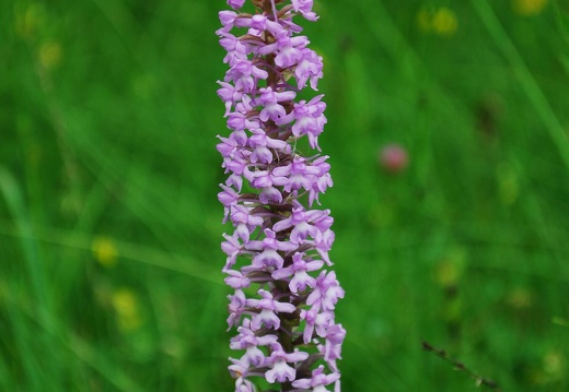 DSD 9621
