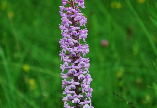 DSD 9622