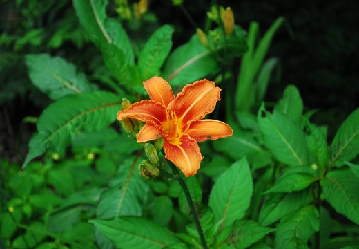 DSD 9626