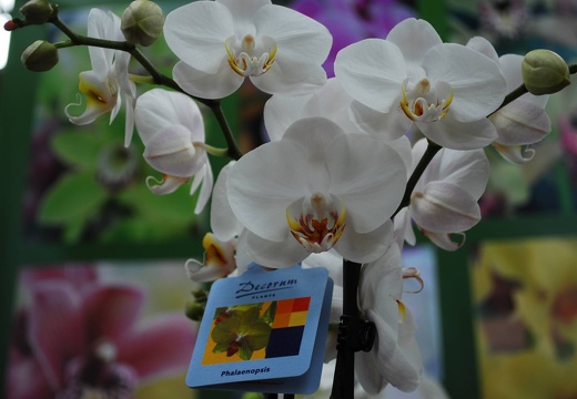 DSD 9807
