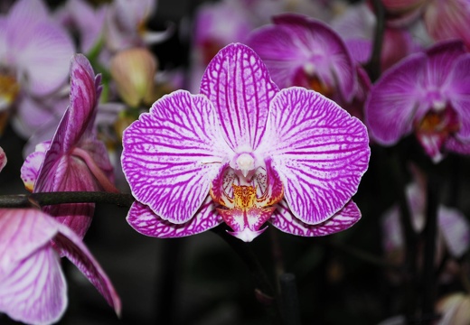 DSD 9811